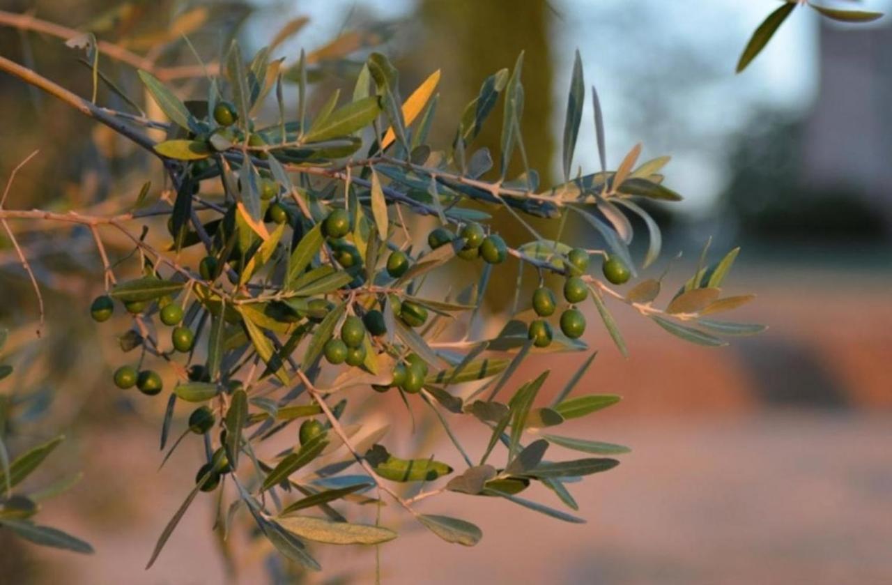 Agriturismo Fattoria Il Piano - Appartamento Lavanda - 圣吉米纳诺 外观 照片